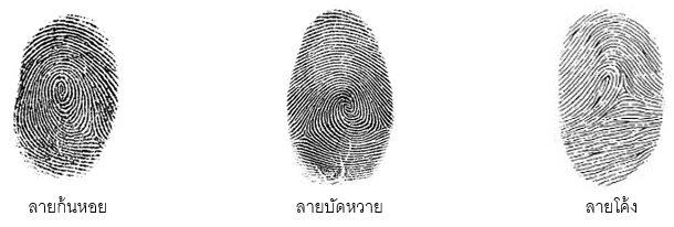 ประเภทของลายนิ้วมือ
